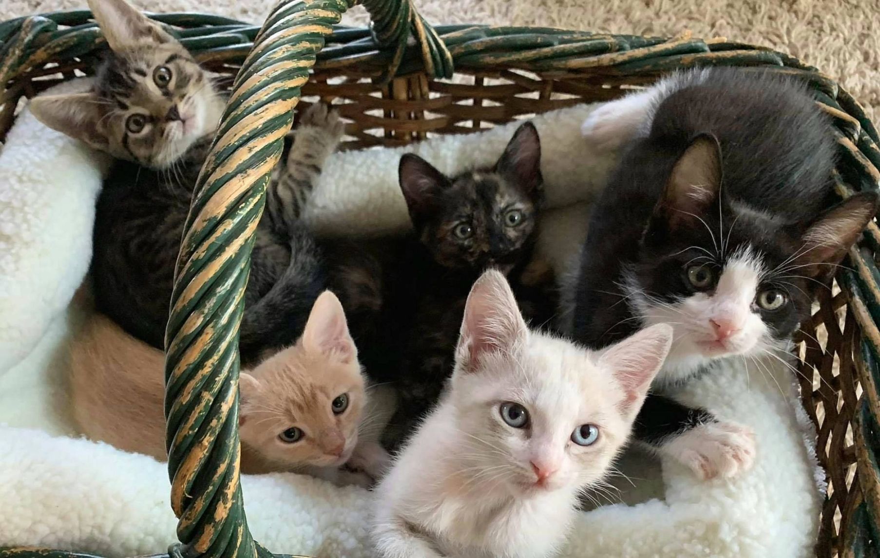 Adopt a Pet | Pasta kittens